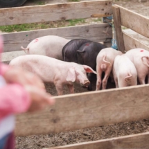 omis_freja05 omiš freja