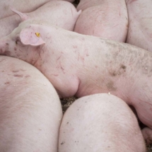 omis_freja07 omiš freja