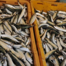 split_freja05 Split freja tavel